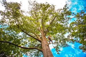 Best Stump Grinding and Removal  in Elmwood, IL