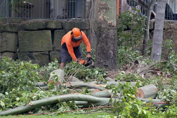 How Our Tree Care Process Works  in  Elmwood, IL