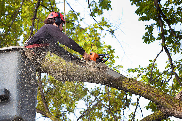 Tree and Shrub Care in Elmwood, IL